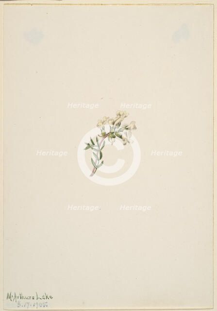 Untitled--Flower Study, 1905. Creator: Mary Vaux Walcott.