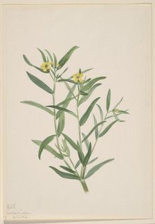 Untitled (Flower Study), 1923. Creator: Mary Vaux Walcott