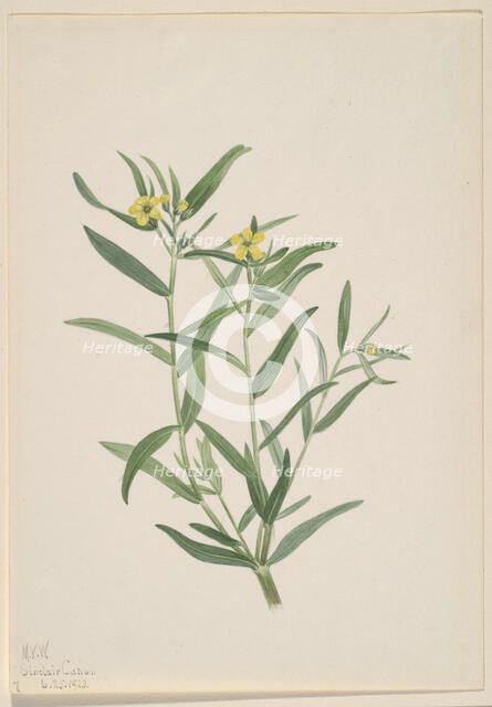 Untitled (Flower Study), 1923. Creator: Mary Vaux Walcott.