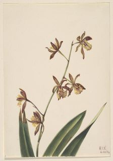 Untitled (Flower Study), 1924. Creator: Mary Vaux Walcott