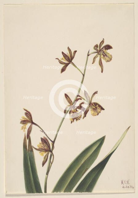 Untitled (Flower Study), 1924. Creator: Mary Vaux Walcott.