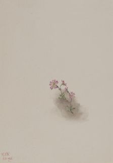 Untitled--Flower Study, 1936. Creator: Mary Vaux Walcott