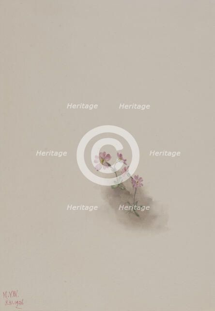 Untitled--Flower Study, 1936. Creator: Mary Vaux Walcott.