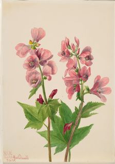 Untitled--Flower Study, 1939. Creator: Mary Vaux Walcott