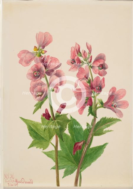 Untitled--Flower Study, 1939. Creator: Mary Vaux Walcott.