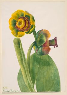 Untitled--Flower Study, 1939. Creator: Mary Vaux Walcott