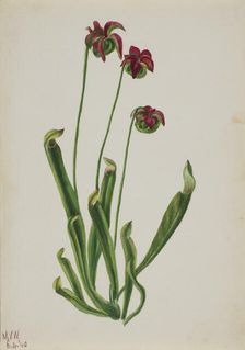 (Untitled--Flower Study), 1940. Creator: Mary Vaux Walcott