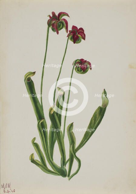 (Untitled--Flower Study), 1940. Creator: Mary Vaux Walcott.