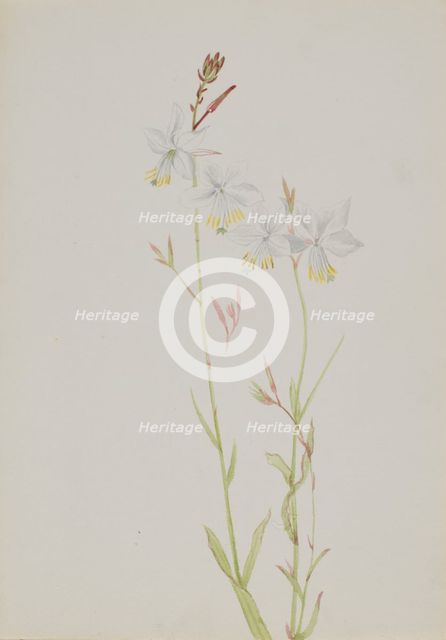(Untitled--Flower Study), n.d. Creator: Mary Vaux Walcott.