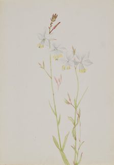 (Untitled--Flower Study), n.d. Creator: Mary Vaux Walcott