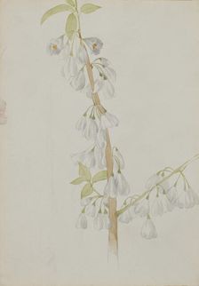 (Untitled--Flower Study), n.d. Creator: Mary Vaux Walcott