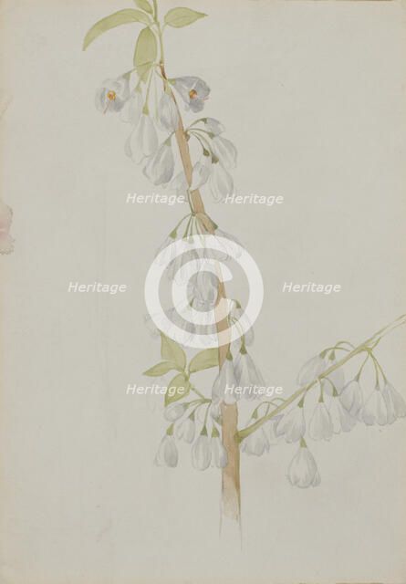 (Untitled--Flower Study), n.d. Creator: Mary Vaux Walcott.