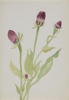 (Untitled--Flower Study), n.d. Creator: Mary Vaux Walcott