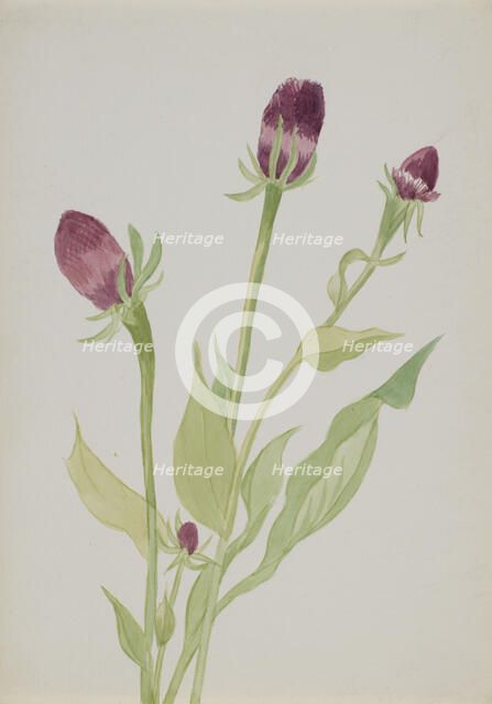 (Untitled--Flower Study), n.d. Creator: Mary Vaux Walcott.