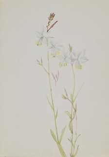 (Untitled--Flower Study), n.d. Creator: Mary Vaux Walcott