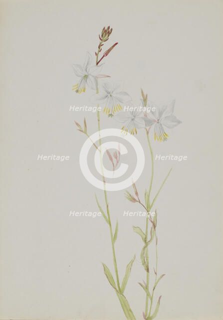 (Untitled--Flower Study), n.d. Creator: Mary Vaux Walcott.