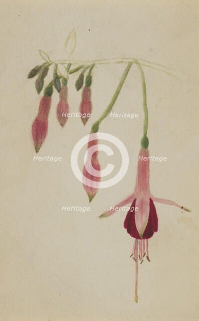 (Untitled--Flower Study), ca. 1872-1874. Creator: Mary Vaux Walcott.