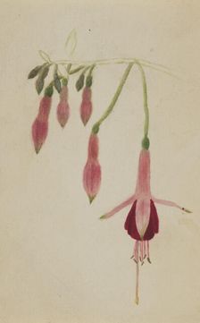 (Untitled--Flower Study), ca. 1872-1874. Creator: Mary Vaux Walcott