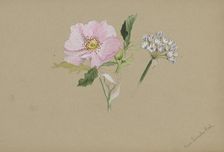 (Untitled--Flower Study), ca. 1876-1878. Creator: Mary Vaux Walcott