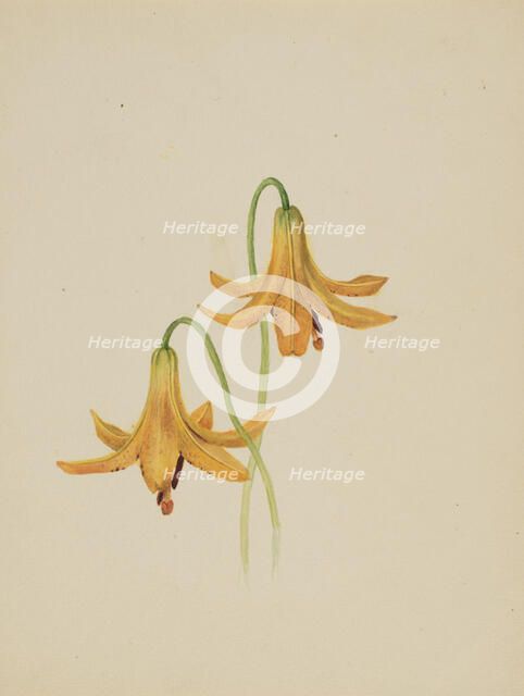 (Untitled--Flower Study), ca. 1876-1878. Creator: Mary Vaux Walcott.
