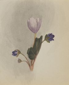 (Untitled--Flower Study), ca. 1876. Creator: Mary Vaux Walcott