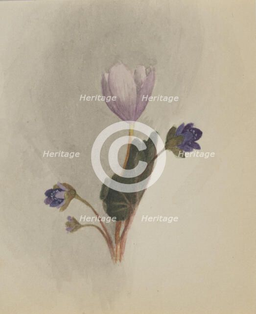 (Untitled--Flower Study), ca. 1876. Creator: Mary Vaux Walcott.