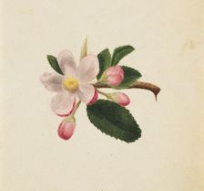 (Untitled--Flower Study), ca. 1876. Creator: Mary Vaux Walcott