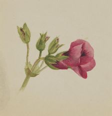 (Untitled--Flower Study), ca. 1876. Creator: Mary Vaux Walcott