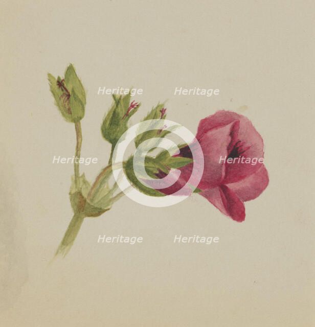 (Untitled--Flower Study), ca. 1876. Creator: Mary Vaux Walcott.