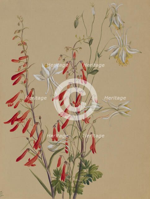 Untitled--Flower Study, ca. 1883-1900. Creator: Mary Vaux Walcott.