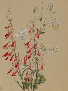 Untitled--Flower Study, ca. 1883-1900. Creator: Mary Vaux Walcott