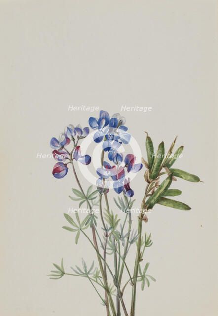 Untitled--Flower Study, ca. 1900-1930. Creator: Mary Vaux Walcott.