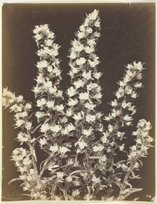 Untitled [flowering plant], c. 1870. Creator: Constant Alexandre Famin