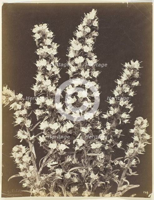 Untitled [flowering plant], c. 1870.  Creator: Constant Alexandre Famin.