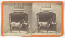 Untitled, [horse and groom], 1875/99. Creator: Unknown