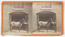Untitled, [horse and groom], 1875/99. Creator: Unknown