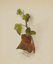 Untitled (Ivy), 1874. Creator: Mary Vaux Walcott