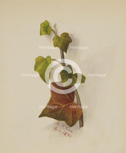 Untitled (Ivy), 1874. Creator: Mary Vaux Walcott.