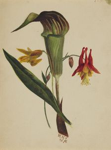 Untitled (Jack in the Pulpit), 1876. Creator: Mary Vaux Walcott