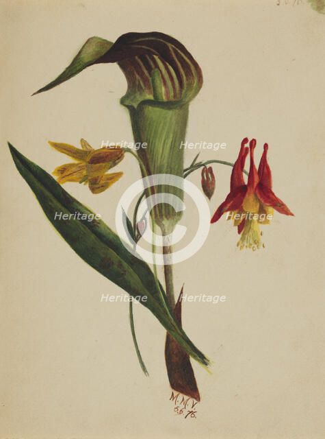 Untitled (Jack in the Pulpit), 1876. Creator: Mary Vaux Walcott.