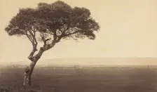 Untitled (Landscape near Watsonville, California), c. 1879. Creator: Eadweard J. Muybridge (American, 1830-1904)