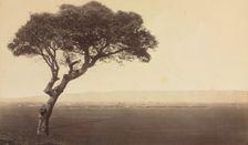 Untitled (Landscape near Watsonville, California), c. 1879. Creator: Eadweard J. Muybridge (American, 1830-1904)