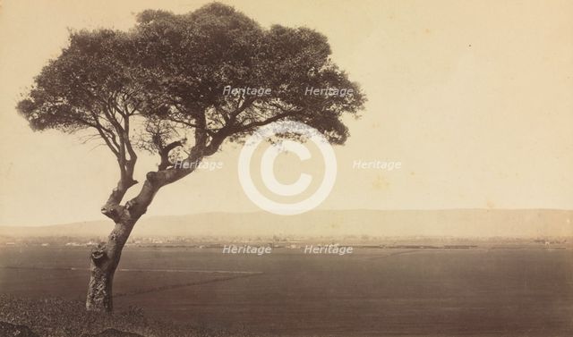 Untitled (Landscape near Watsonville, California), c. 1879. Creator: Eadweard J. Muybridge (American, 1830-1904).