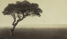Untitled (Landscape near Watsonville, California), c. 1879. Creator: Eadweard J. Muybridge (American, 1830-1904)