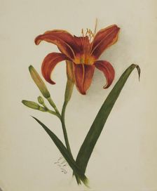 Untitled (Lily), 1875. Creator: Mary Vaux Walcott