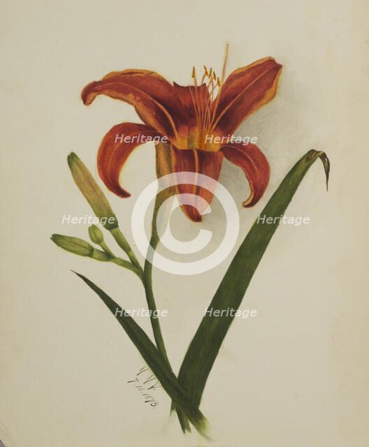 Untitled (Lily), 1875. Creator: Mary Vaux Walcott.