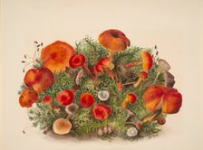 (Untitled--Study of Mushrooms), 1880. Creator: Mary Vaux Walcott