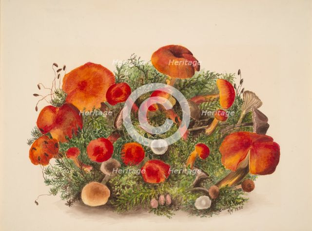 (Untitled--Study of Mushrooms), 1880. Creator: Mary Vaux Walcott.
