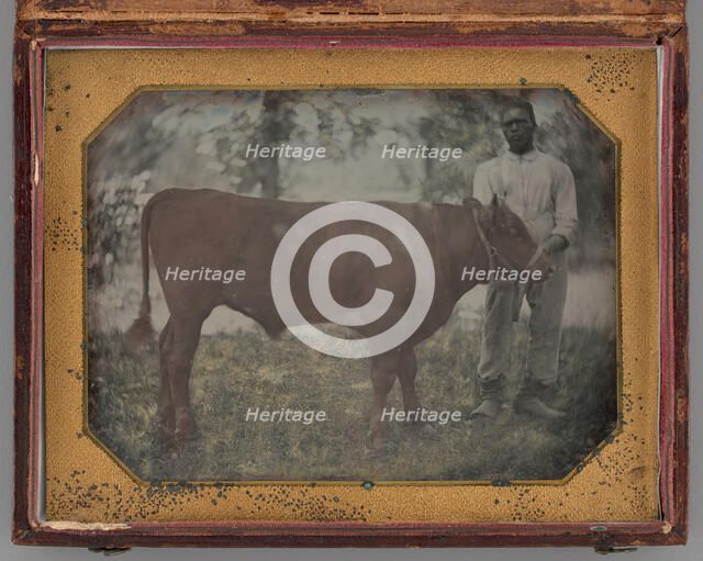 Untitled (Portrait of a Standing Man with a Steer), 1849-56. Creator: Montgomery Simons.