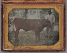 Untitled (Portrait of a Standing Man with a Steer), 1849-56. Creator: Montgomery Simons